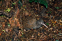 Southern Brown Kiwi (Apteryx australis) male emerging from burrow at night. Haast Tokoeka Kiwi Sanctuary, Westland, South Island, New Zealand.