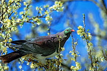 New Zealand Pigeon (Hemiphaga novaeseelandiae) feeding on apple blossom, endemic, Takaka Hill, Golden Bay, South Ilsand, New Zealand.