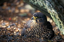 New Zealand Falcon (Falco novaeseelandiae) female incubating two eggs on ground nest beneath a large boulder. Cobb Valley, Kahurangi National Park, South Island, New Zealand, endemic.