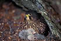 New Zealand Falcon (Falco novaeseelandiae) mother on ground nest incubating small chicks. Cobb Valley, Kahurangi National Park, South Island, New Zealand, endemic.