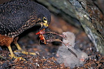 New Zealand Falcon (Falco novaeseelandiae) mother delivering fresh killed passerine to feed chicks. Cobb Valley, Kahurangi National Park, South Island, New Zealand. Endemic.