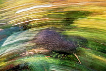 Okarito Brown Kiwi (Apteryx rowi) blurred motion photograph of 'Scooter' patrolling territory,  Okarito Forest, Westland, South Island, New Zealand, endemic.