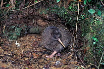 Okarito Brown Kiwi (Apteryx rowi) two week chick 'J' with transmitter emerging from burrow. Okarito Forest, Westland, South Island, New Zealand, endemic.
