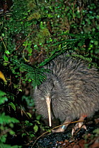 Okarito Brown Kiwi (Apteryx rowi) male known as 'Scooter' patrolling territory,  Okarito Forest, Westland, South Island, New Zealand, endemic.