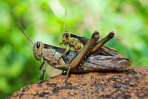 Grasshoppers mating (Tettigonidae) Budongo Forest Reserve, Uganda.