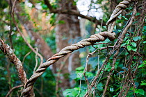 Liana in semi-deciduous tropical rain forest, Budongo Forest Reserve, Uganda.
