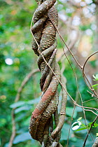 Liana in semi-deciduous tropical rain forest, Budongo Forest Reserve, Uganda.