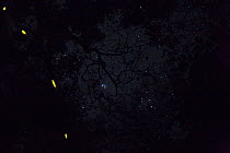 Semi-deciduous tropical rain forest at night, with Fireflies (Lampyridae) Budongo Forest Reserve, Uganda.