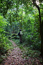 Guide looking into the rainforest canopy for chimpanzees, Budongo Forest Reserve, Uganda.