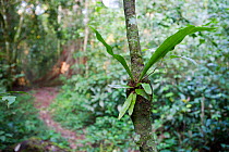 Epiphyte on tree trunk in semi-deciduous tropical rainforest, Budongo Forest Reserve, Uganda.