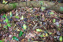 Uganda Ironwood (Cynometra alexandrii)tree  seed pods eaten by chimpanzees, Budongo Forest Reserve, Uganda.