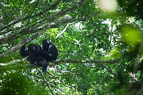 Eastern Common Chimpanzee (Pan troglodytes schweinfurthii) male and young female grooming, Budongo Forest Reserve, Uganda.