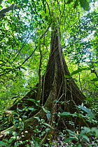Uganda Ironwood tree (Cynometra alexandrii) has very dense hard wood. Budongo Forest Reserve, Uganda.