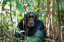 Eastern Common Chimpanzee (Pan troglodytes schweinfurthii) male, Budongo Forest Reserve, Uganda.