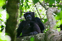 Eastern Common Chimpanzee (Pan troglodytes schweinfurthii)  female. Budongo Forest Reserve, Uganda.