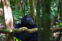 Eastern Common Chimpanzee (Pan troglodytes schweinfurthii) male. Budongo Forest Reserve, Uganda.