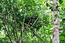 Eastern Common Chimpanzee (Pan troglodytes schweinfurthii) nest in tree. Budongo Forest Reserve, Uganda.