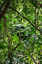 Eastern Common Chimpanzee (Pan troglodytes schweinfurthii) nest in tree. Budongo Forest Reserve, Uganda.
