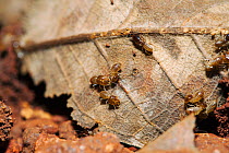 Termites (Isoptera) beginning to construct a mound using dead leaves as 'scaffolding', Budongo Forest Reserve, Uganda.
