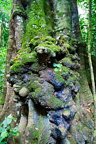 Elephant damage on tree trunk - showing that elephants were once present in this forest, Budongo Forest Reserve, Uganda.