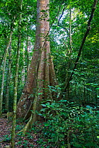 Buttress roots of Fig (Ficus) tree in semi-deciduous tropical rainforest, Budongo Forest Reserve, Uganda.