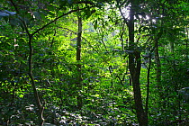 Semi-deciduous tropical rainforest, Budongo Forest Reserve, Uganda.
