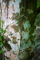 Silkrubber tree (Funtumia elastica) bark, Budongo Forest Reserve, Uganda. Bark has medicinal properties used to treat asthma, allergies and malaria.