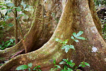 Buttress roots of Fig (Ficus) tree. Semi-deciduous tropical rainforest, Budongo Forest Reserve, Uganda.