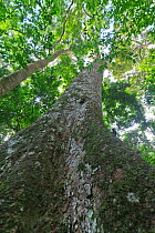 African Mahogany tree (Khaya anthotheca), Budongo Forest Reserve, Uganda. . This specimen is estimated to be over 400 years old and is thought to be one of the tallest remaining of its species in Ugan...