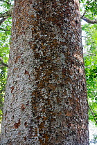 African Mahogany (Khaya anthotheca) close up of bark, Budongo Forest Reserve, Uganda. . This specimen is estimated to be over 400 years old and is thought to be one of the tallest remaining of its spe...