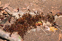 Driver ants (Dorylus sp.) forming bridges to cross gap on rainforest floor, Budongo Forest Reserve, Uganda.
