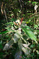 Iporuru (Alchornea floribunda), Budongo Forest Reserve, Uganda. The plant has psychedelic and aphrodisiac properties and the powdered rootbark is used for traditional medicine for malaria.