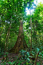 Budongo Heavy Mahogany tree (Entandrophragama utile), Budongo Forest Reserve, Uganda. Vulnerable species.