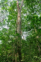 Uganda Ironwoodtree (Cynometra alexandrii) Budongo Forest Reserve, Uganda.