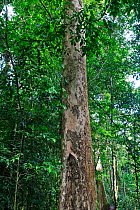 'Hippo mouth' tree, Budongo Forest Reserve, Uganda. . Hardwood.