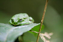 Tree frog (Leptopelis sp) Budongo Forest Reserve, Uganda.