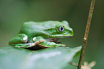 Tree frog (Leptopelis sp) Budongo Forest Reserve, Uganda.
