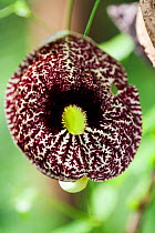 Dutchman's pipe (Aristolochia elegans), Budongo Forest Reserve, Uganda. A medicinal plant used traditionally to treat malaria and snake bite.