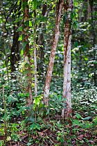 Young trees and climbers growing at the edge of semi-deciduous tropical rainforest, Budongo Forest Reserve, Uganda.