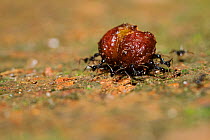 Group of ants carrying a seed, Budongo Forest Reserve, Uganda.