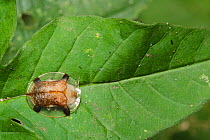 Transparent Tortoise Beetle (Charidotella) Budongo Forest Reserve, Uganda.