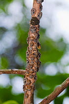 Scale insects (Hemiptera) on branch, Budongo Forest Reserve, Uganda.