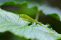 Green Katydid (Tettigoniidae) on leaf, Budong Forest Reserve, Uganda.