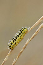 6-Spot Burnet Moth (Zygaena filipendulae) caterpillar, Devon, England, UK, July.