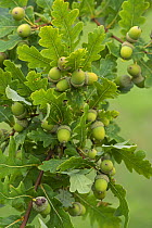 Common Oak (Quercius robur) acorns in late summer. Surrey, England, UK, September.