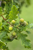 Common Oak (Quercius robur) acorns in late summer. Surrey, England, UK, September.