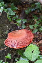 Beefsteak Fungus (Fistulina hepatica) on Oak stump. Surrey, England, UK, October.