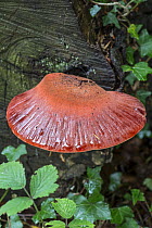 Beefsteak Fungus (Fistulina hepatica) on Oak stump. Surrey, England, UK, October.