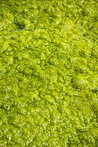 Blanket weed (Spirogyra adnate) Slapton Ley National Nature Reserve, Devon, England, UK, July.