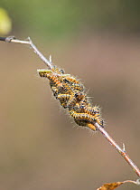 Buff Tip Moth (Phalera bucephala) larvae on silver birch. Surrey, England, UK, August.